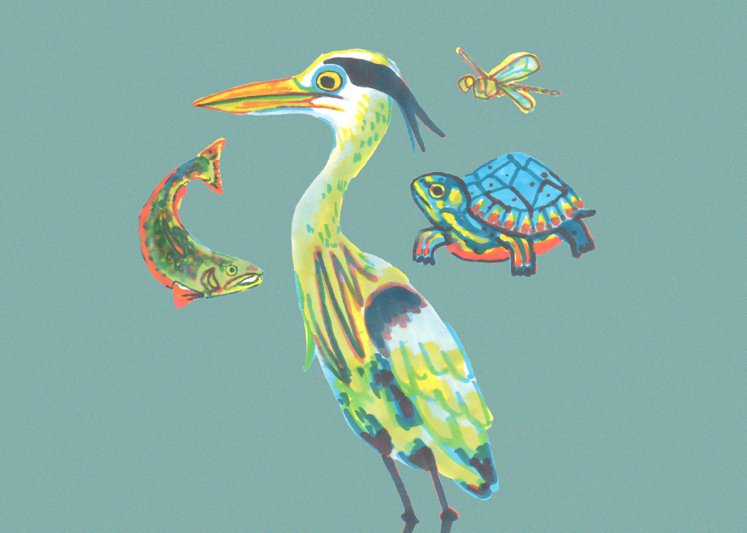 riso